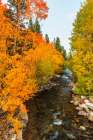 Fall color along Bishop Creek-Inyo National Forest-California-USA Art Print